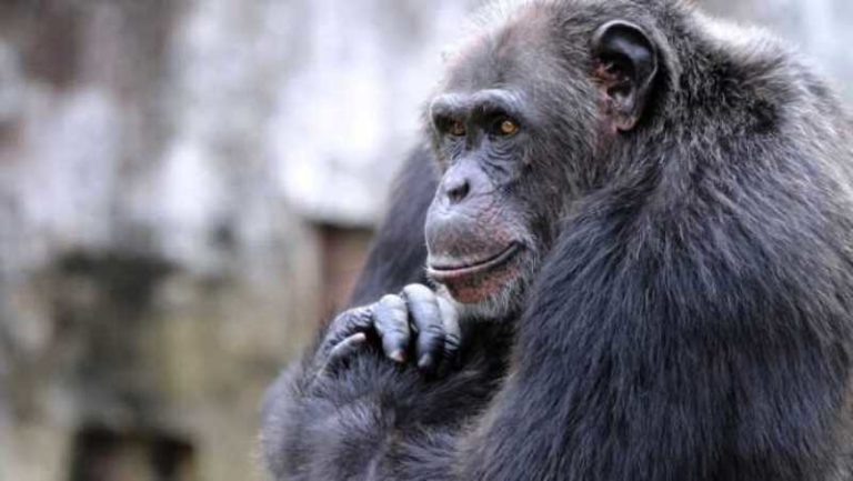 Mamou/Dioussaya: Un chimpanzé quitte la brousse et tente d’enlever un enfant de 4 ans
