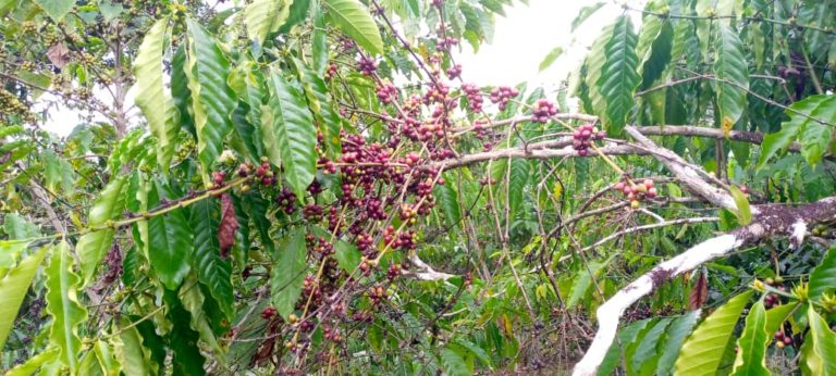 N’zérékoré : les autorités  déterminées à lutter contre les produits commerciaux  de mauvaise qualité