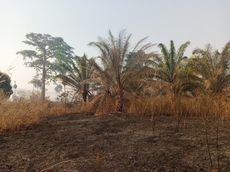 Lola: Un incendie ravage des plantations à Gama Béréma