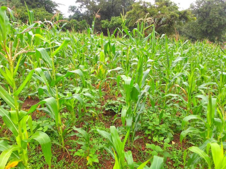 Rareté de pluie dans la Préfecture de Mali, des paysans inquiets pour leurs champs