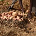 AGRICULTURE GUINEE