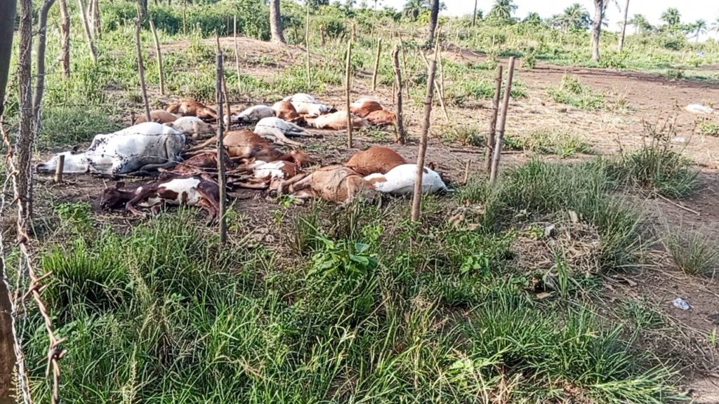 LOLA : des familles sous le choc à Lainé après l’abattage de 41 veaux par des inconnus 