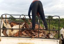 LOLA : des familles sous le choc à Lainé après l’abattage de 41 veaux par des inconnus
