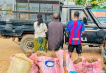 LOLA : 223 KG de chanvre indien saisis, trois suspects interpellés par la police